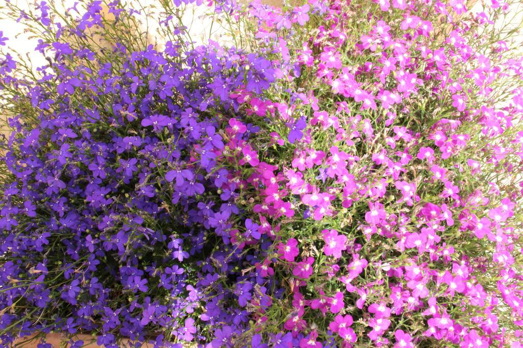 Bed and Breakfast Fiori E Limoni Quartucciu Zewnętrze zdjęcie